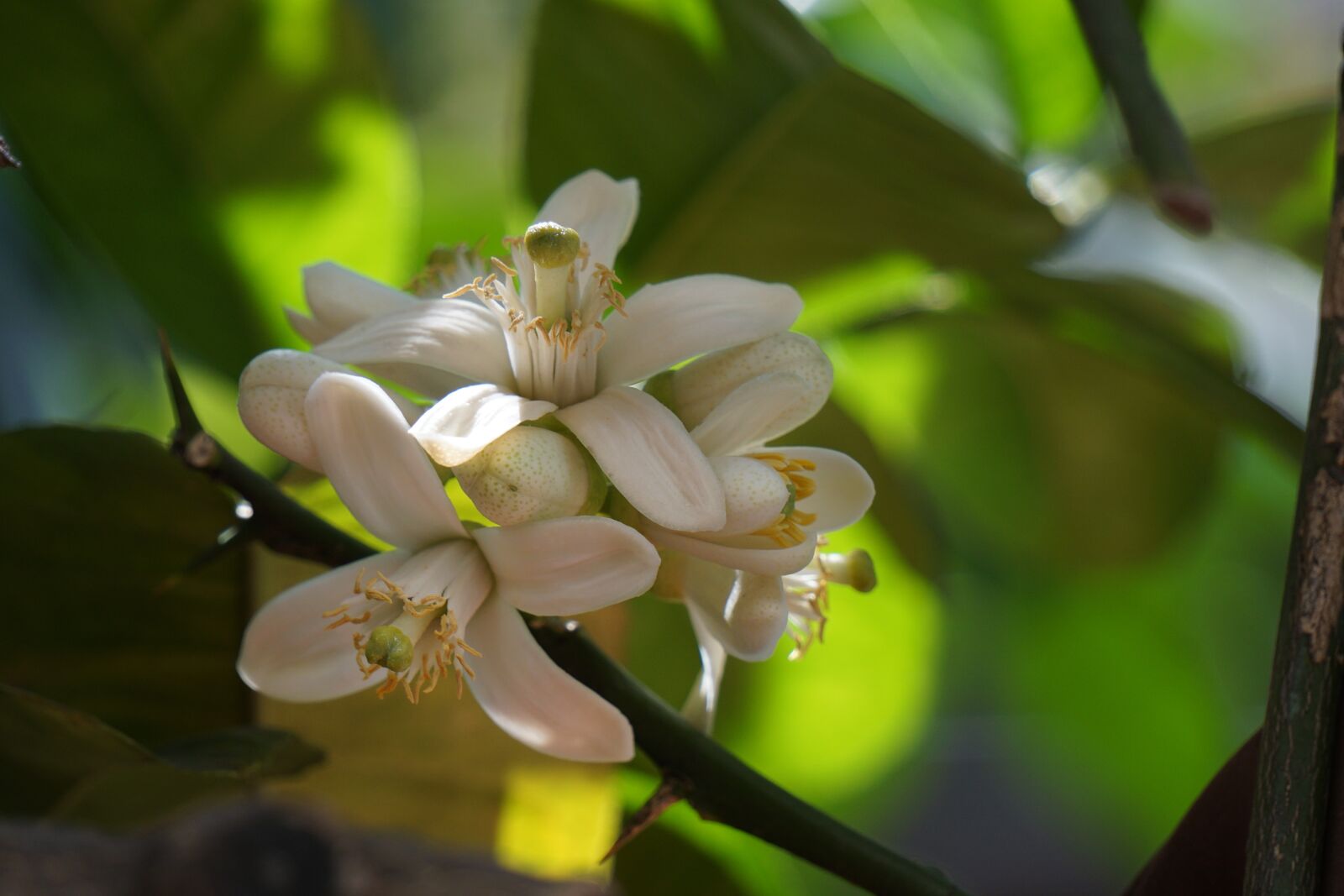 Sony E 55-210mm F4.5-6.3 OSS sample photo. Citrus, orange blossom, flower photography