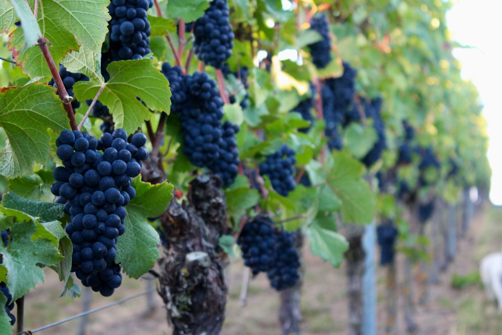 Canon EOS 600D (Rebel EOS T3i / EOS Kiss X5) sample photo. Grapes, grape harvest, autumn photography