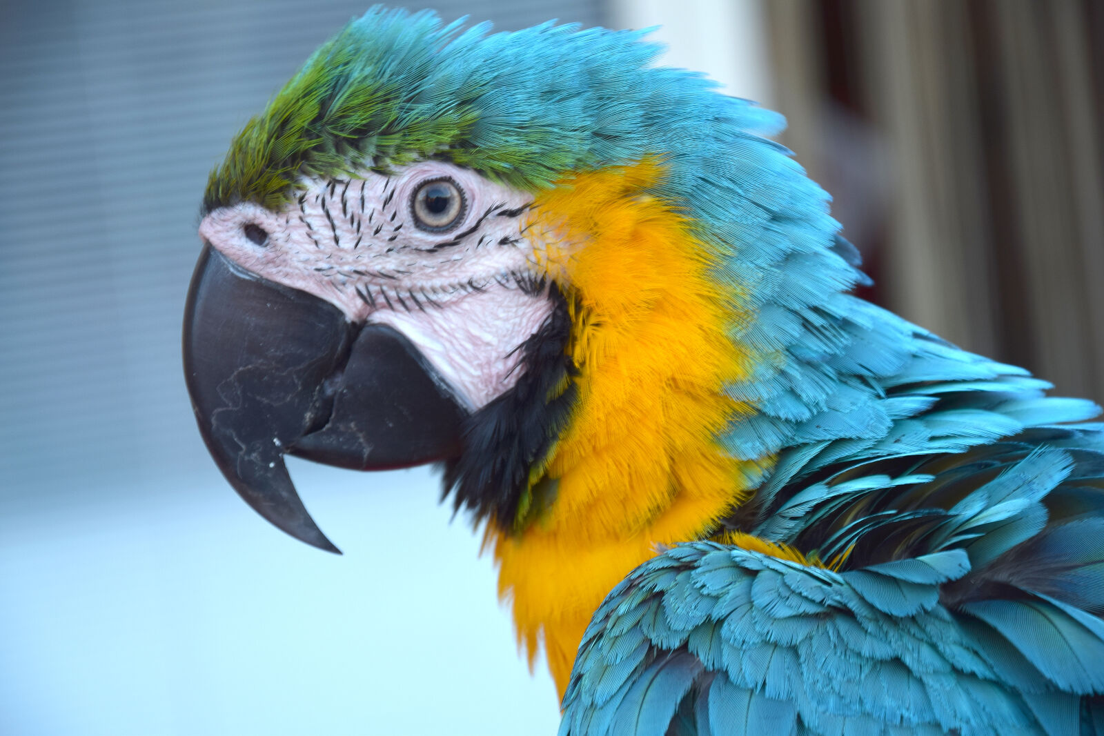Nikon D3300 sample photo. Animal, bird, color, parrot photography