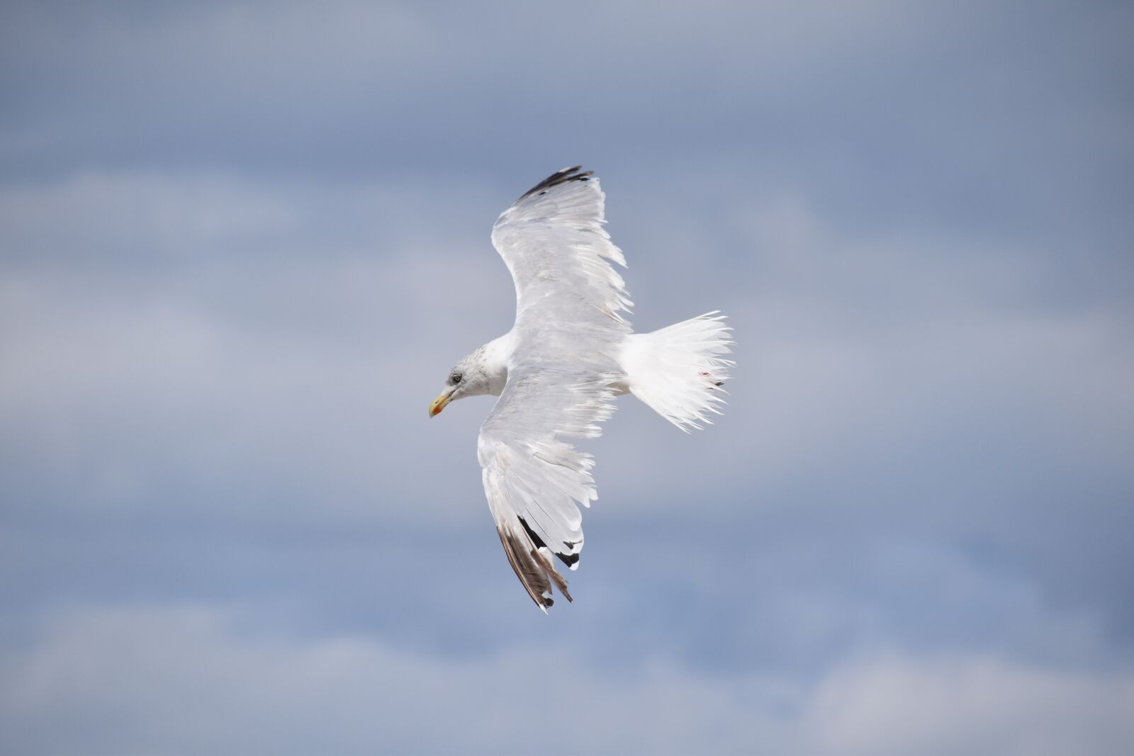 Nikon D5600 sample photo. Gull, a species of photography