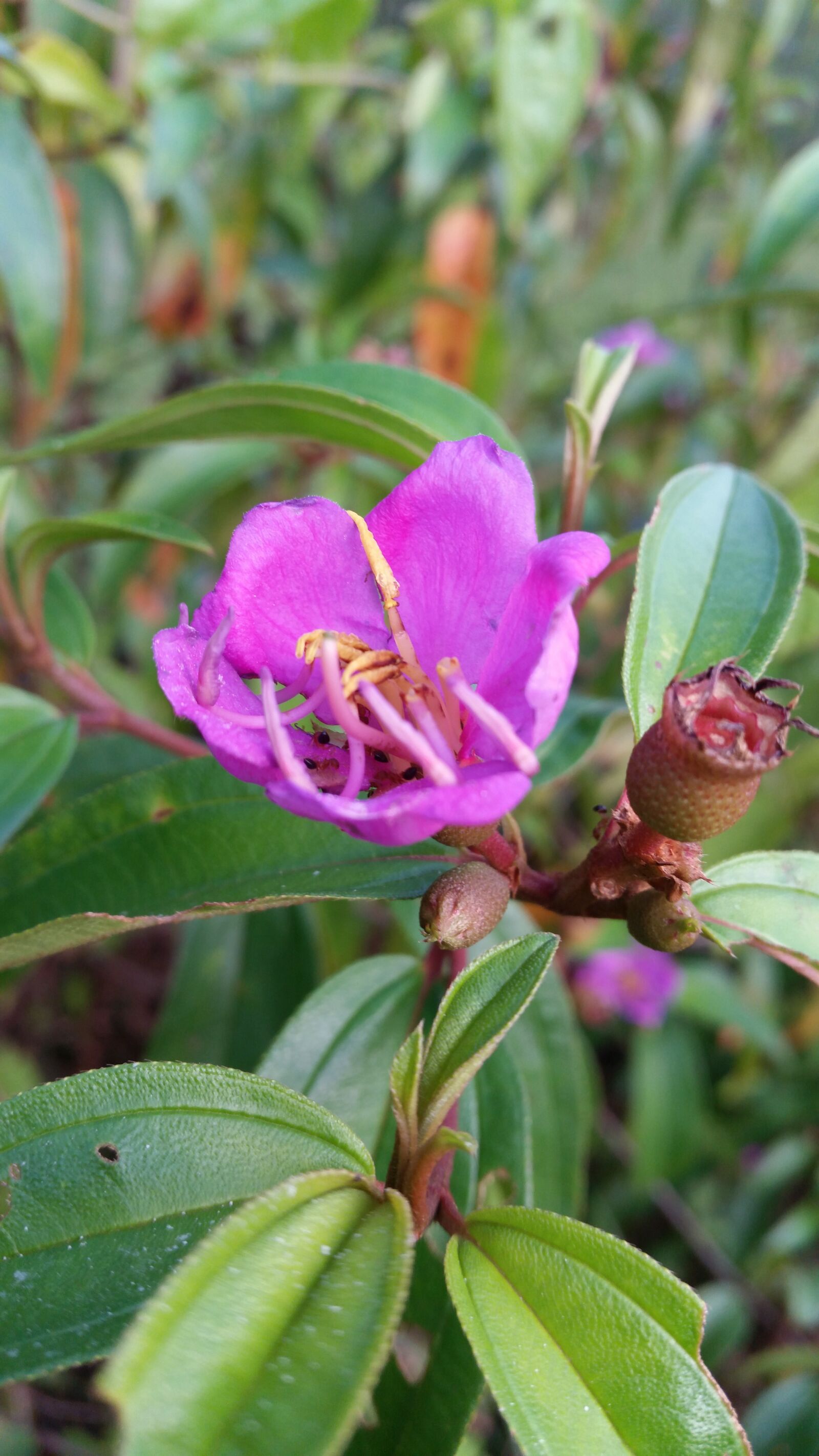 Samsung Galaxy S5 sample photo. Flower, flowers, flowers thailand photography