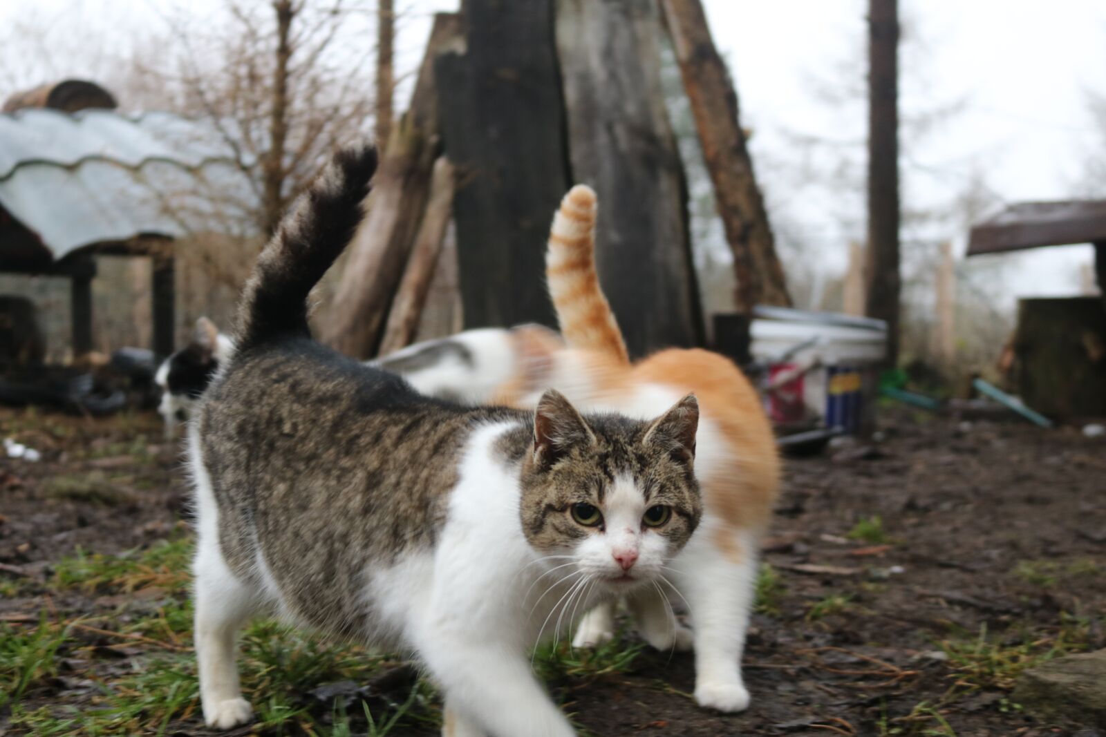 Canon EOS 750D (EOS Rebel T6i / EOS Kiss X8i) sample photo. Cat, cats, animals photography