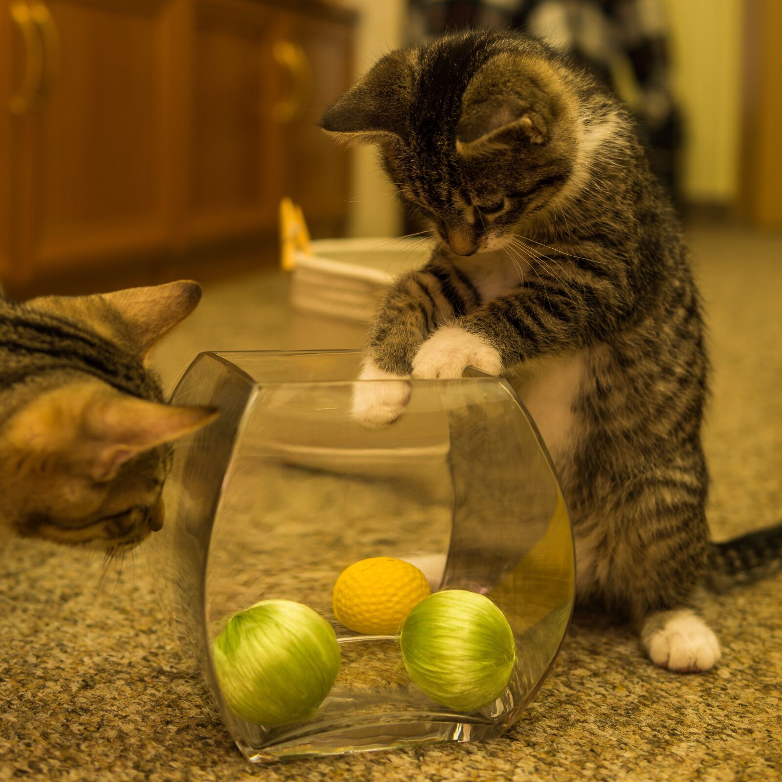 30mm F1.4 DC DN | Contemporary 016 sample photo. Cat, small, mackerel photography
