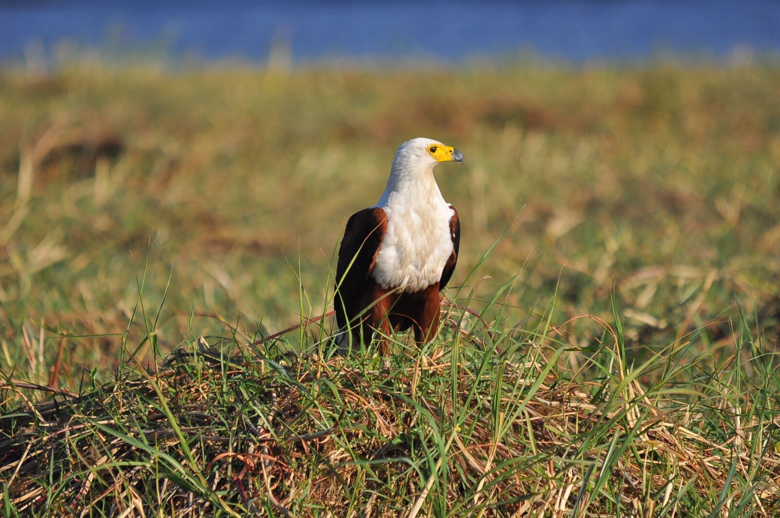 Nikon D90 sample photo. Wildlife, bird, nature photography