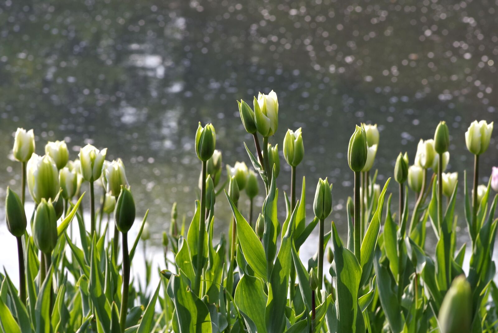 Pentax K-S2 sample photo. Tulips, green, flower photography