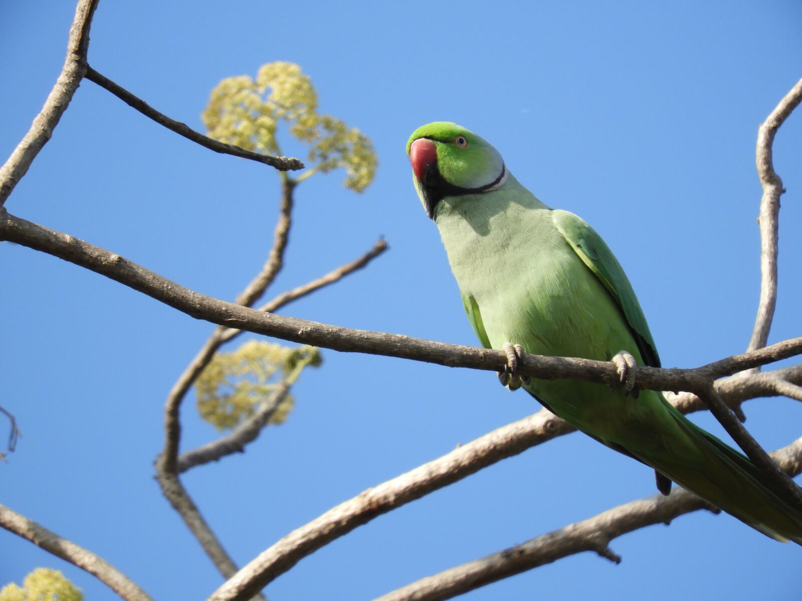 Nikon Coolpix B700 sample photo. Bird, wildlife, animal photography