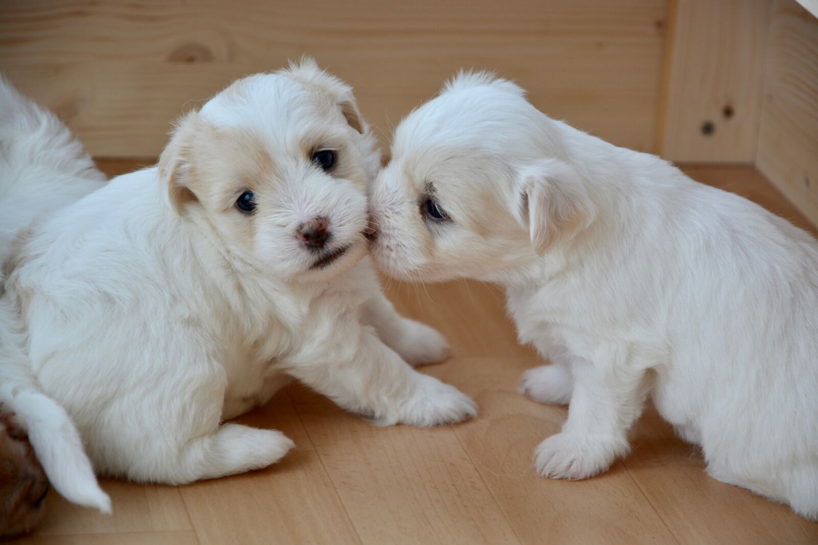 Nikon D5200 sample photo. Kiss puppy, kiss, kisses photography