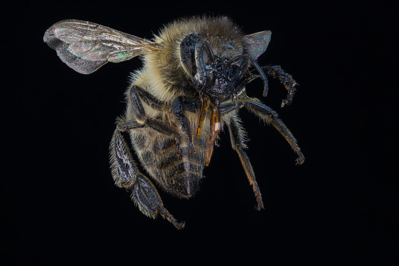 Canon EOS 100D (EOS Rebel SL1 / EOS Kiss X7) sample photo. Honeybee, insect, macro photography