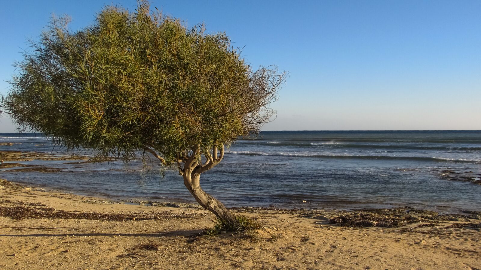 Canon PowerShot SX400 IS sample photo. Tree, beach, sea photography