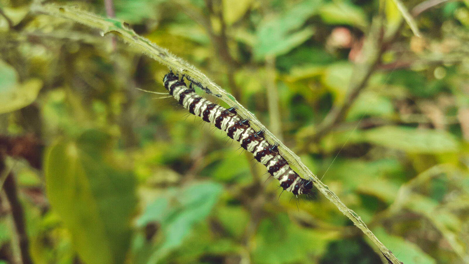 Samsung Galaxy Note5 sample photo. Bug, green, nature photography