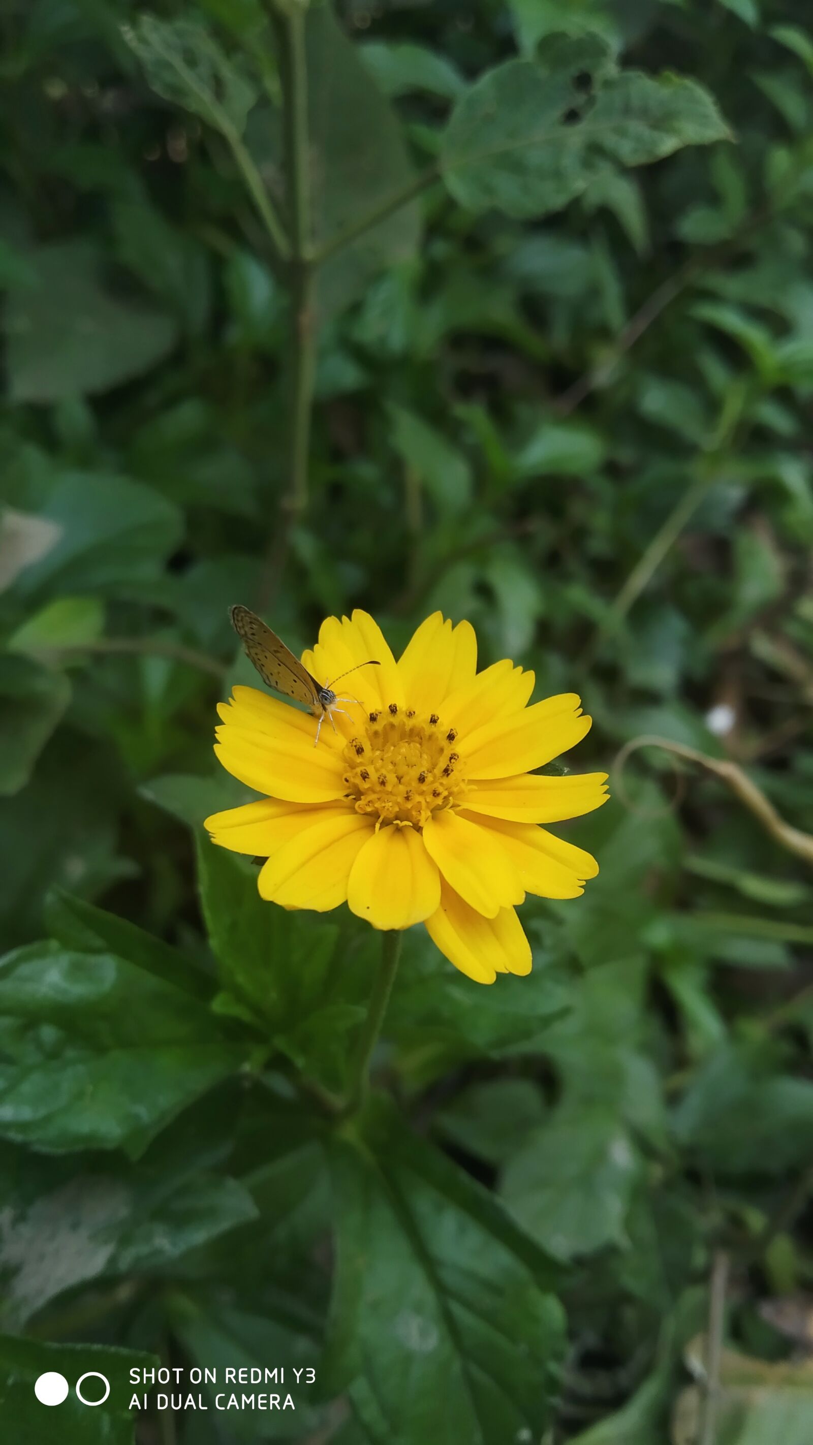 Xiaomi Redmi Y3 sample photo. Flowe, butterflies, tree photography