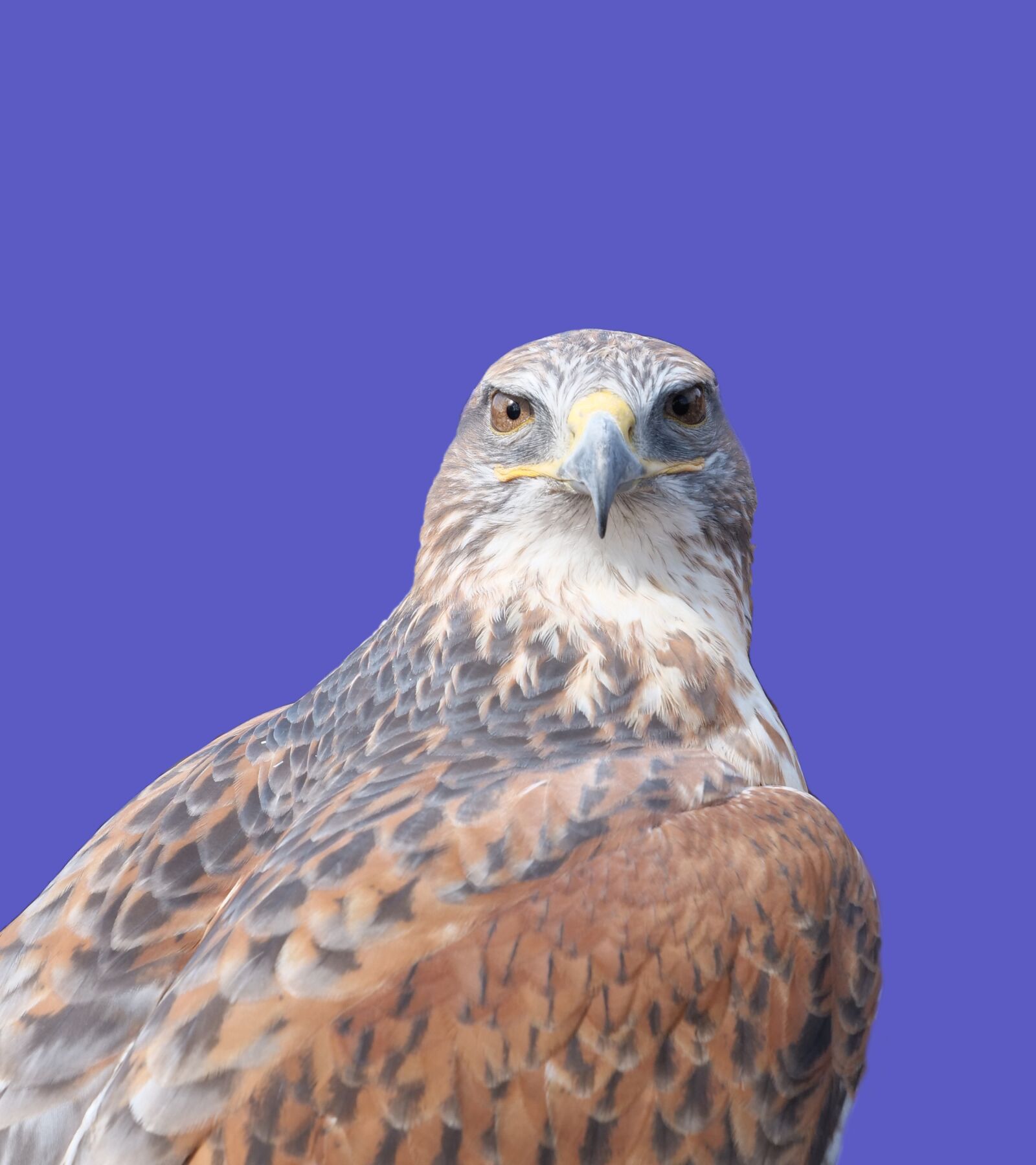 Panasonic Lumix DC-G9 sample photo. Ferruginous hawk, raptor, bird photography