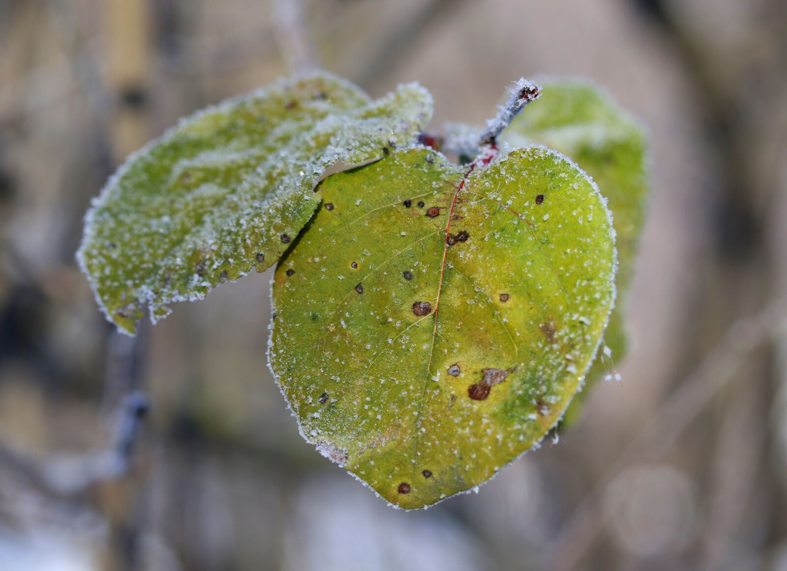 Canon EF-S 60mm F2.8 Macro USM sample photo. Leaf, frozen, yellow photography