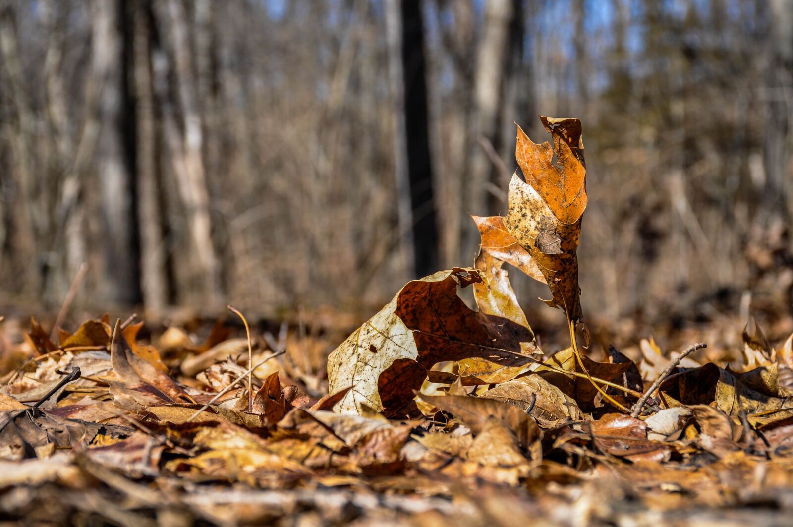 Nikon D90 sample photo. Nature, wood, tree photography