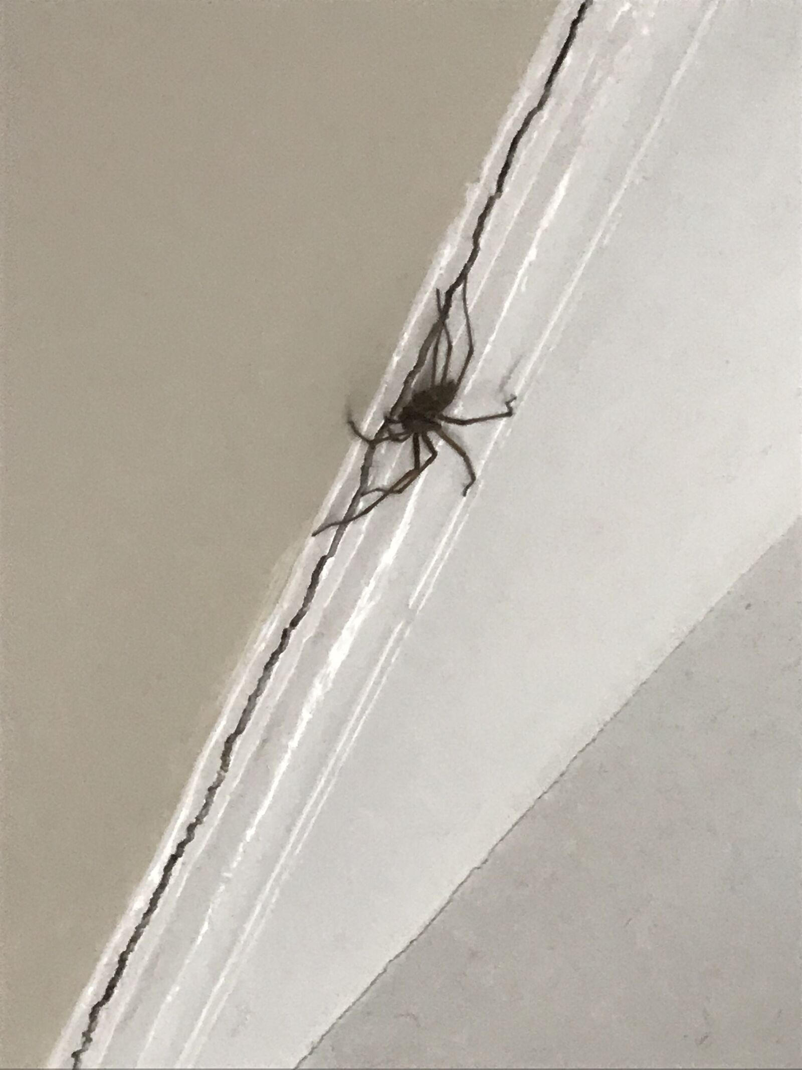 iPhone 7 back camera 3.99mm f/1.8 sample photo. House, spider, arachnid photography
