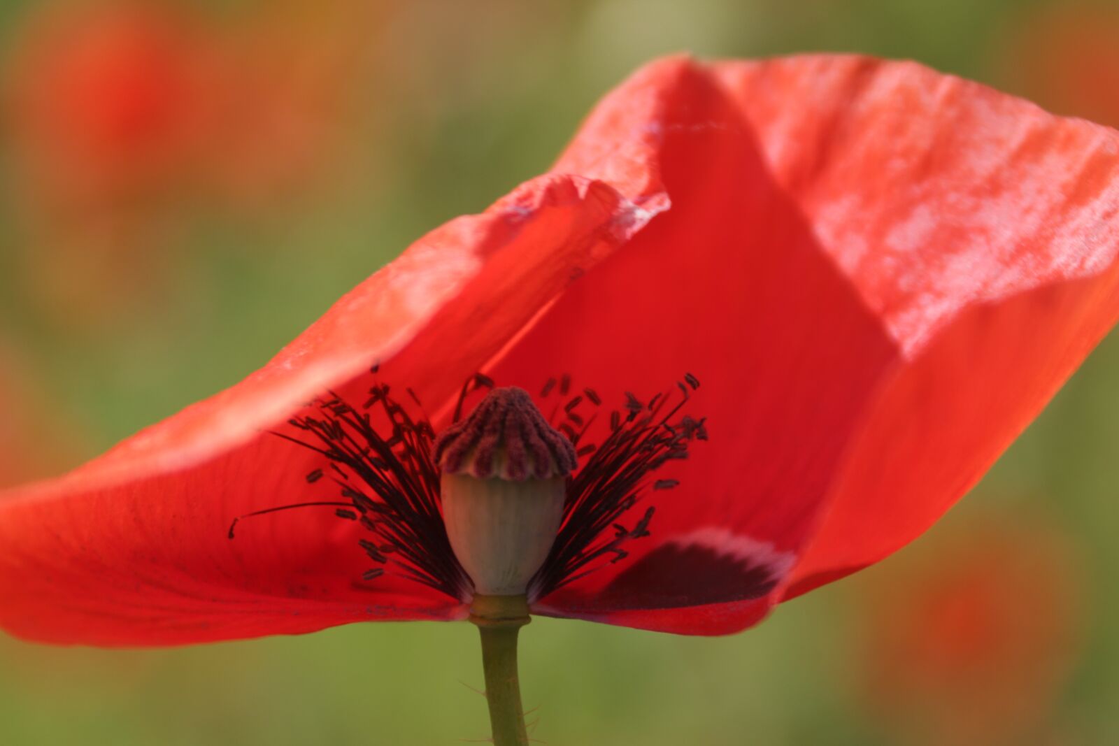 Canon EF 28-90mm f/4-5.6 sample photo. Flower, poppy, red photography