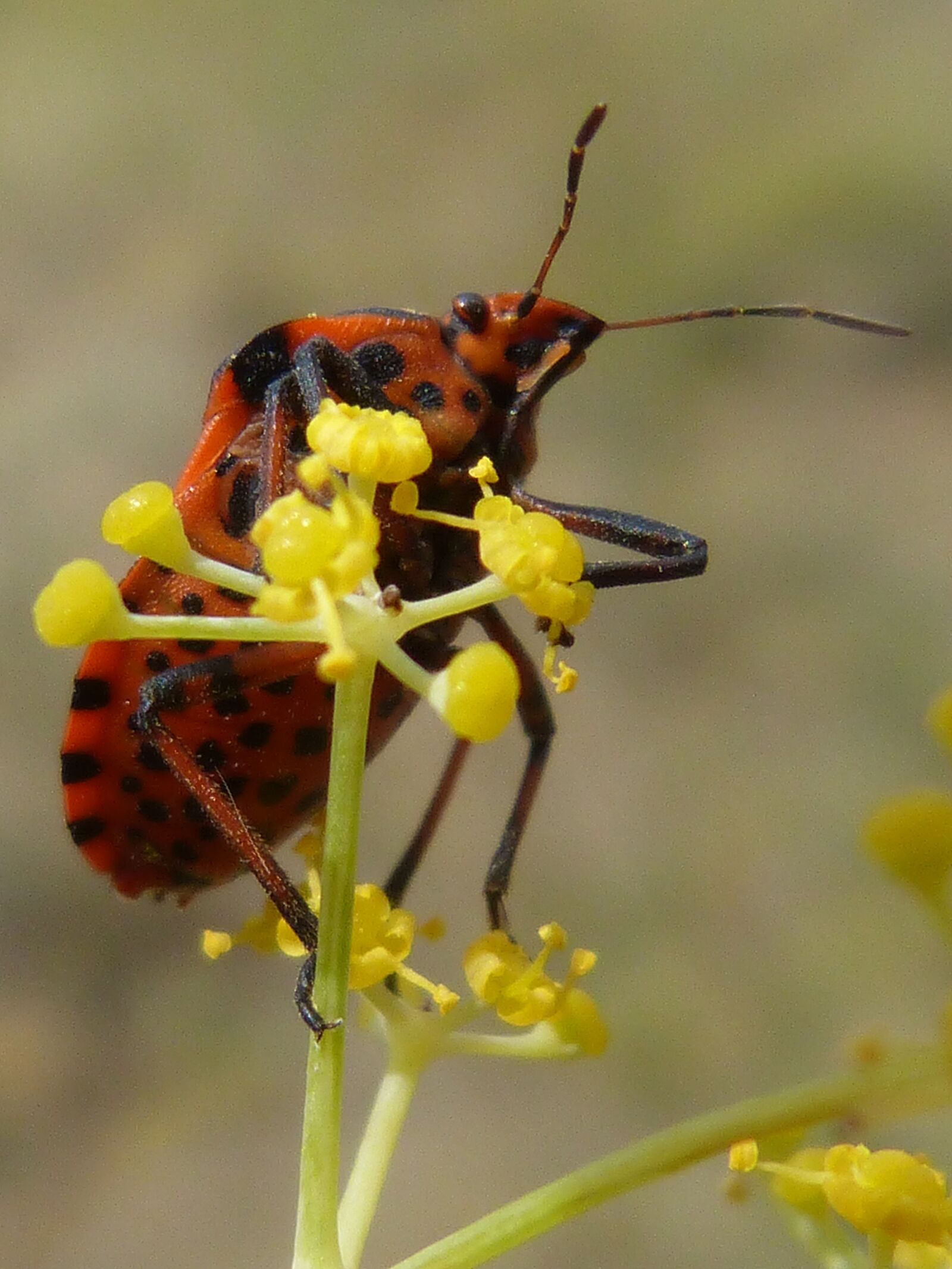 Panasonic DMC-FZ62 sample photo. Beetle, flower, orange photography