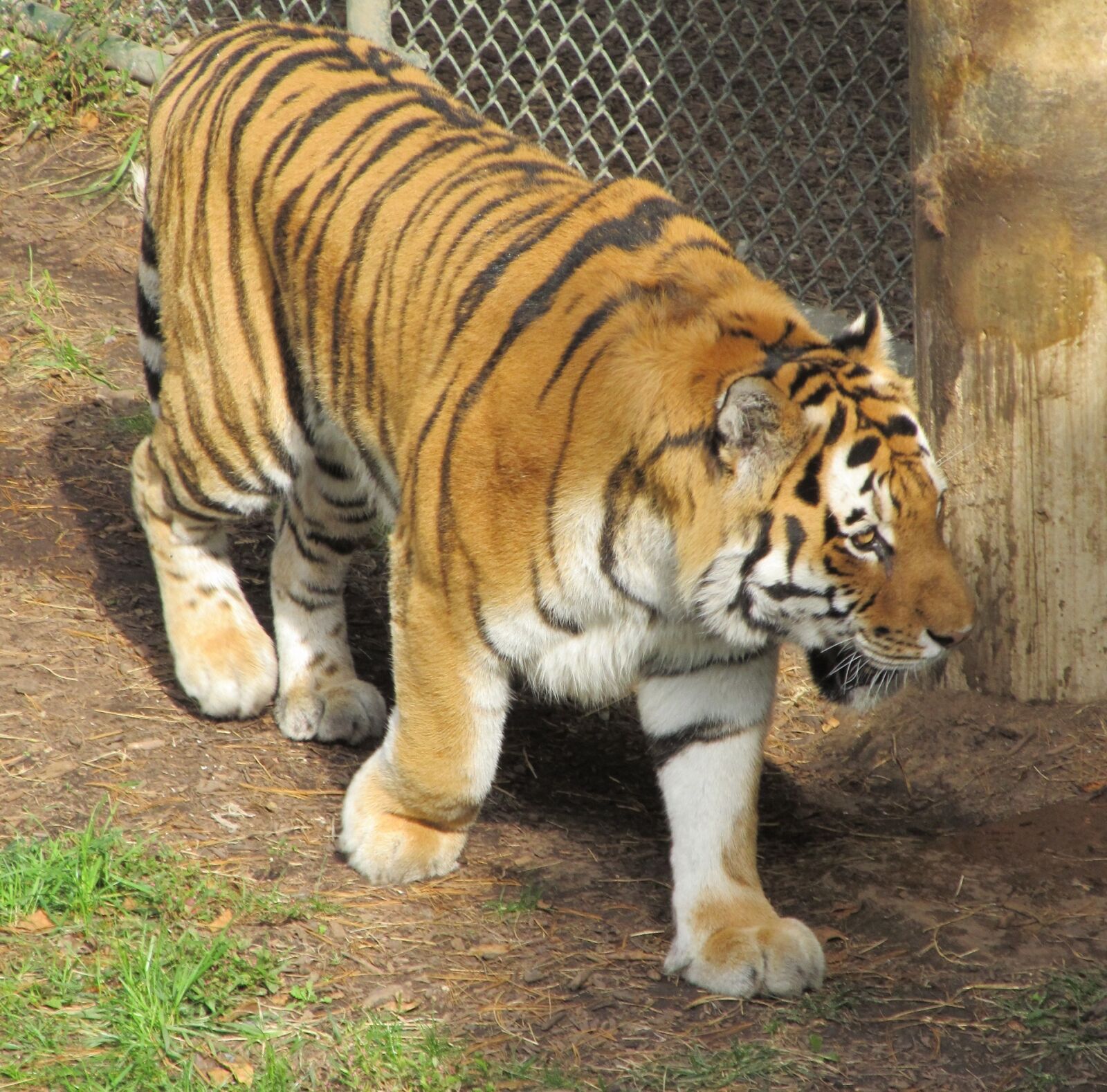 Canon PowerShot SX130 IS sample photo. Tiger, big cat, feline photography