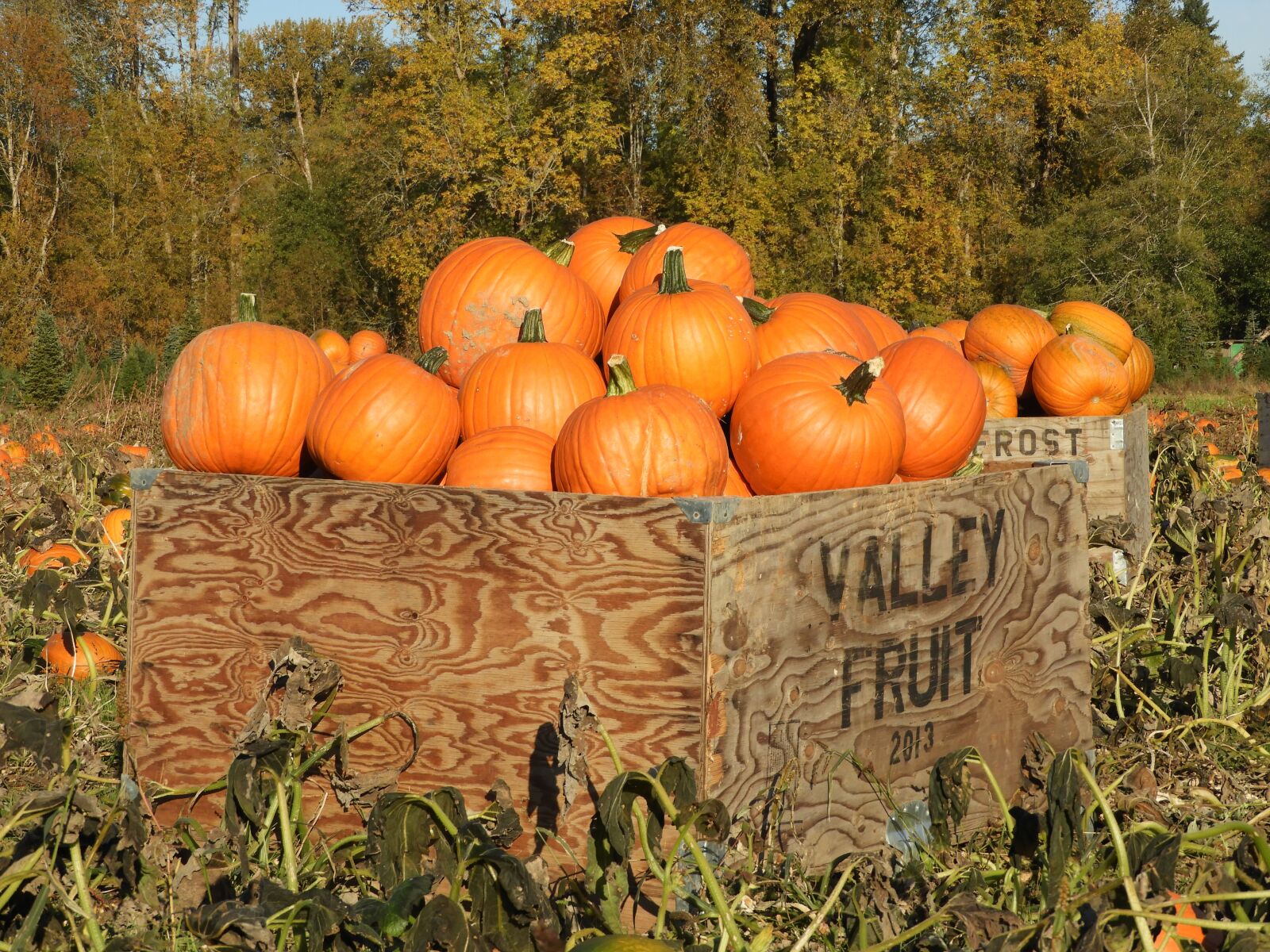 Nikon Coolpix B700 sample photo. Pumpkins, crate, farm photography