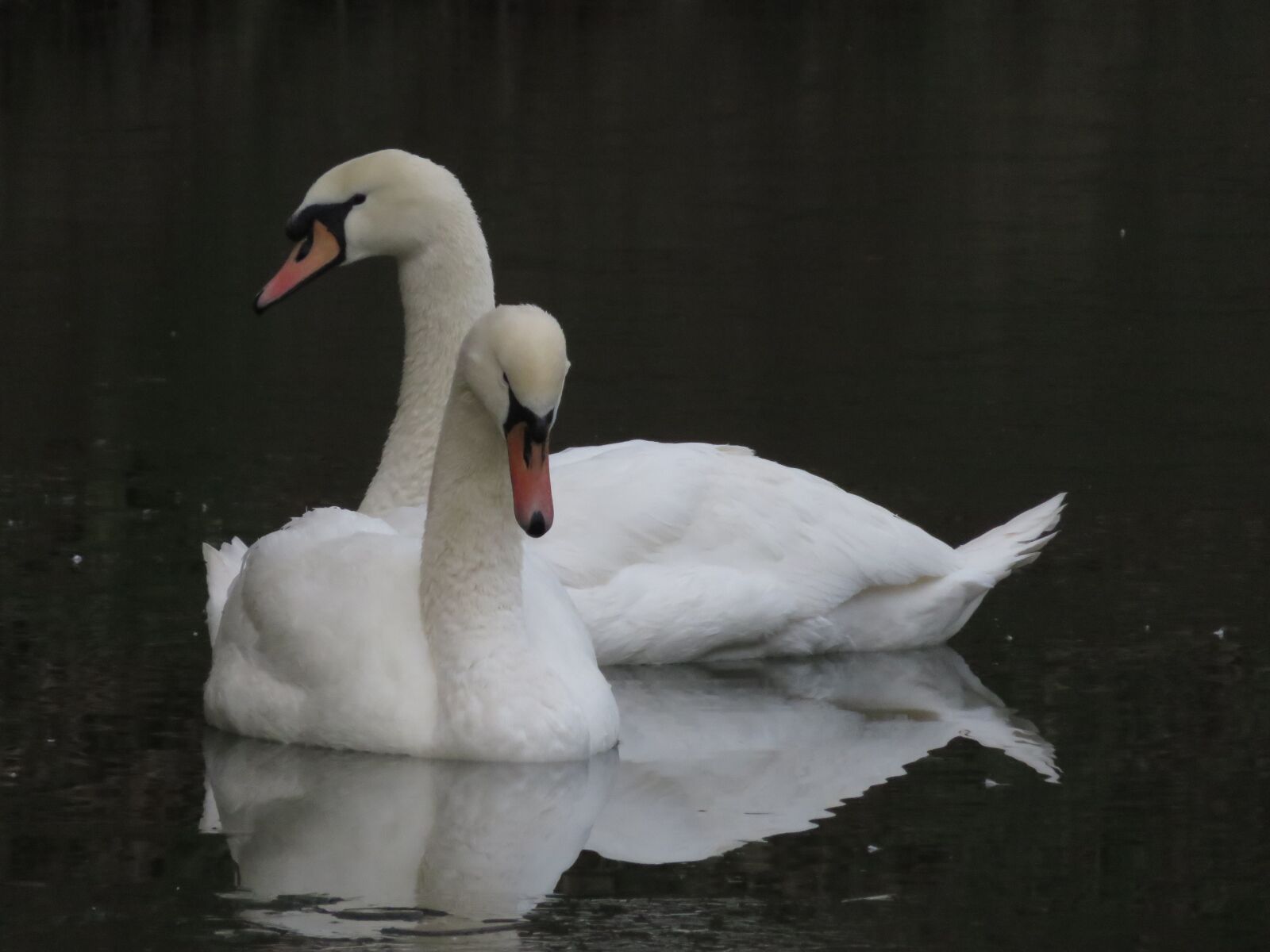 Canon PowerShot SX700 HS sample photo. Swans, water, birds photography