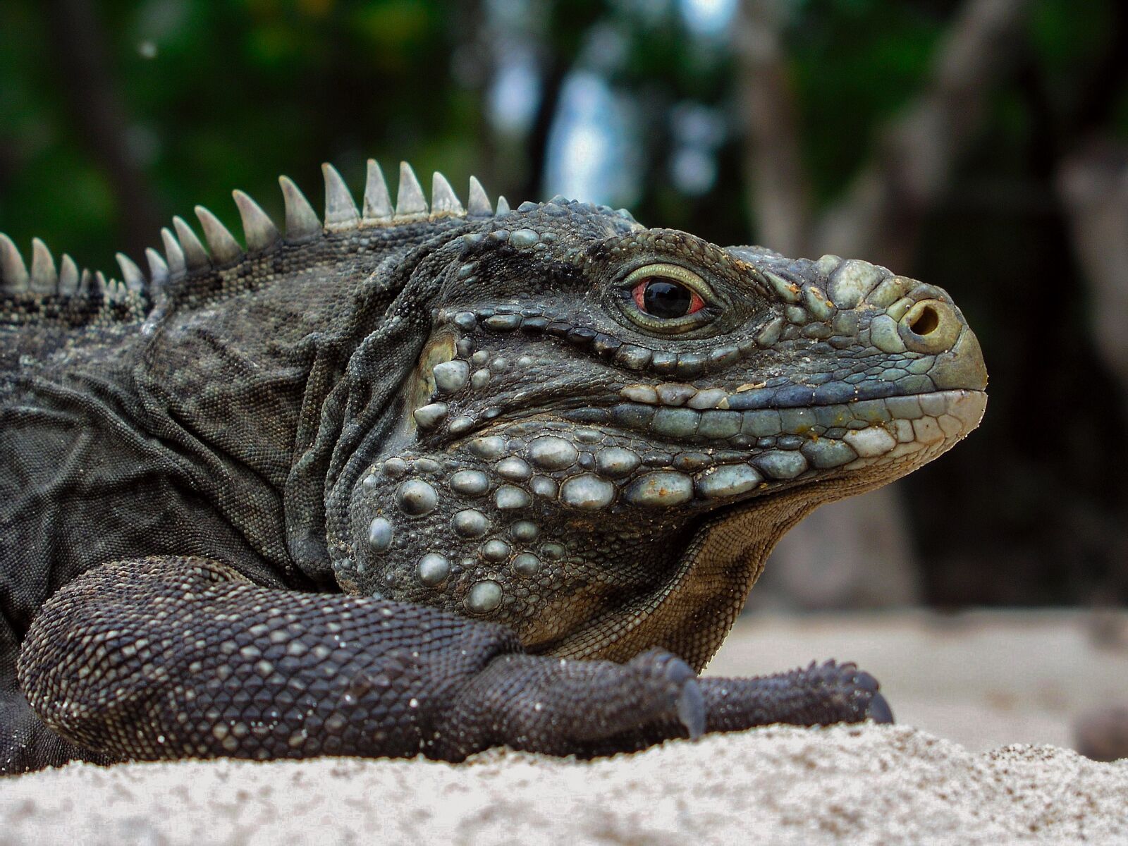 Olympus C5050Z sample photo. Animals, iguana, cuba photography