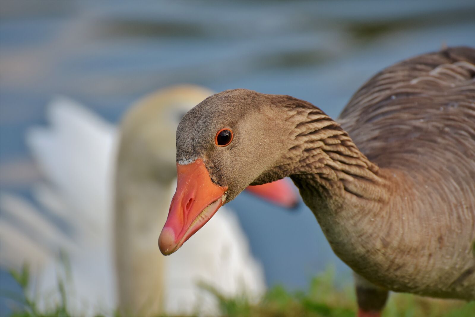 Nikon D7200 sample photo. Goose, poultry, bird photography