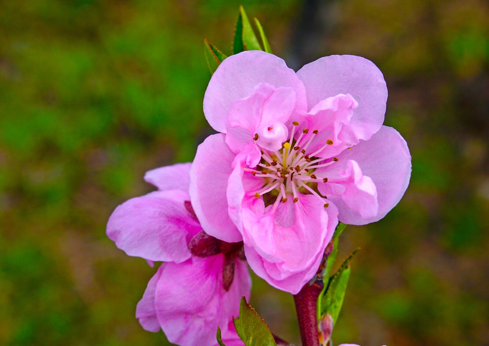 Sony E 16-50mm F3.5-5.6 PZ OSS sample photo. Nature, trees, flower photography