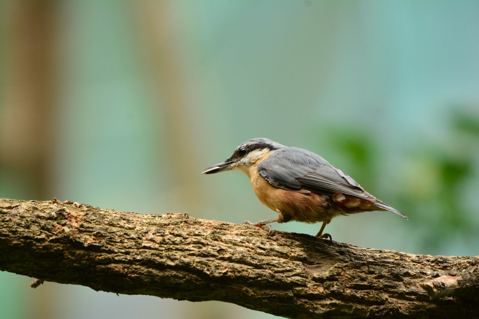 Nikon D7100 sample photo