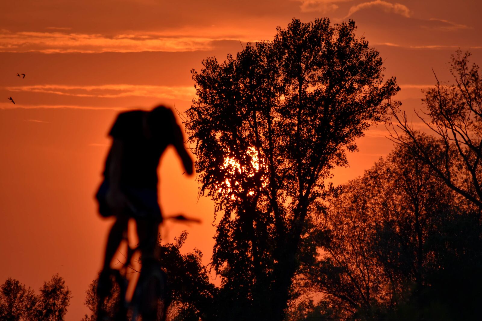 Nikon D5500 sample photo. Bicycle, shadow, silhouette, sunset photography