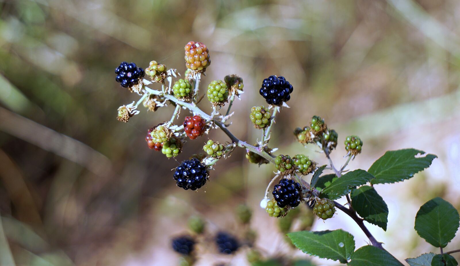 Sony E 55-210mm F4.5-6.3 OSS sample photo. Blackberries, berries, red photography