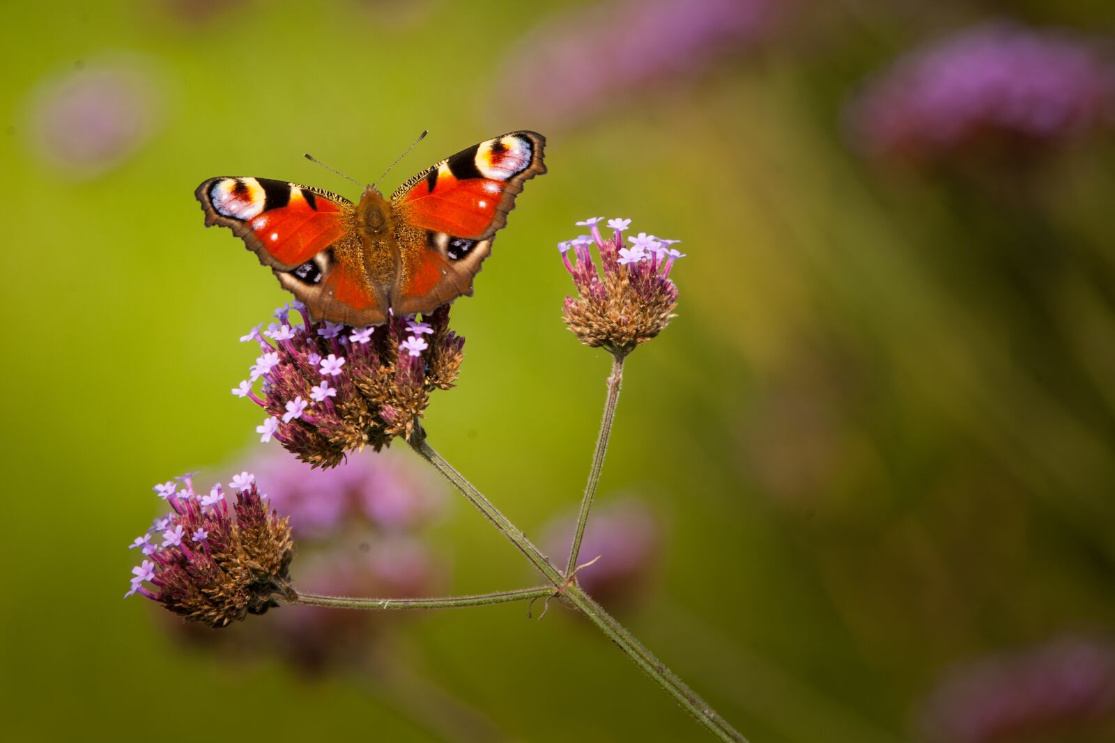 Nikon D3X sample photo. Butterfly, nectar photography