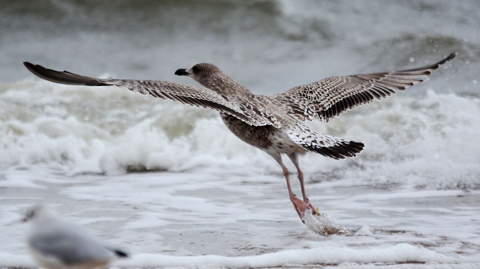 Nikon D7100 sample photo. Bird, nature, sea photography