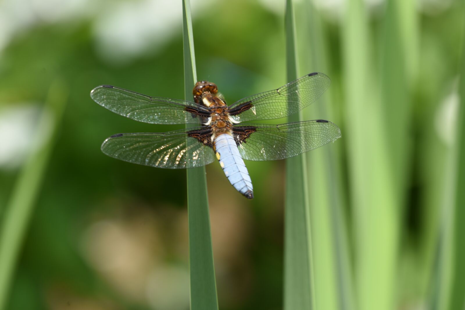 Nikon D7200 sample photo. Dragonfly, animal, insect photography