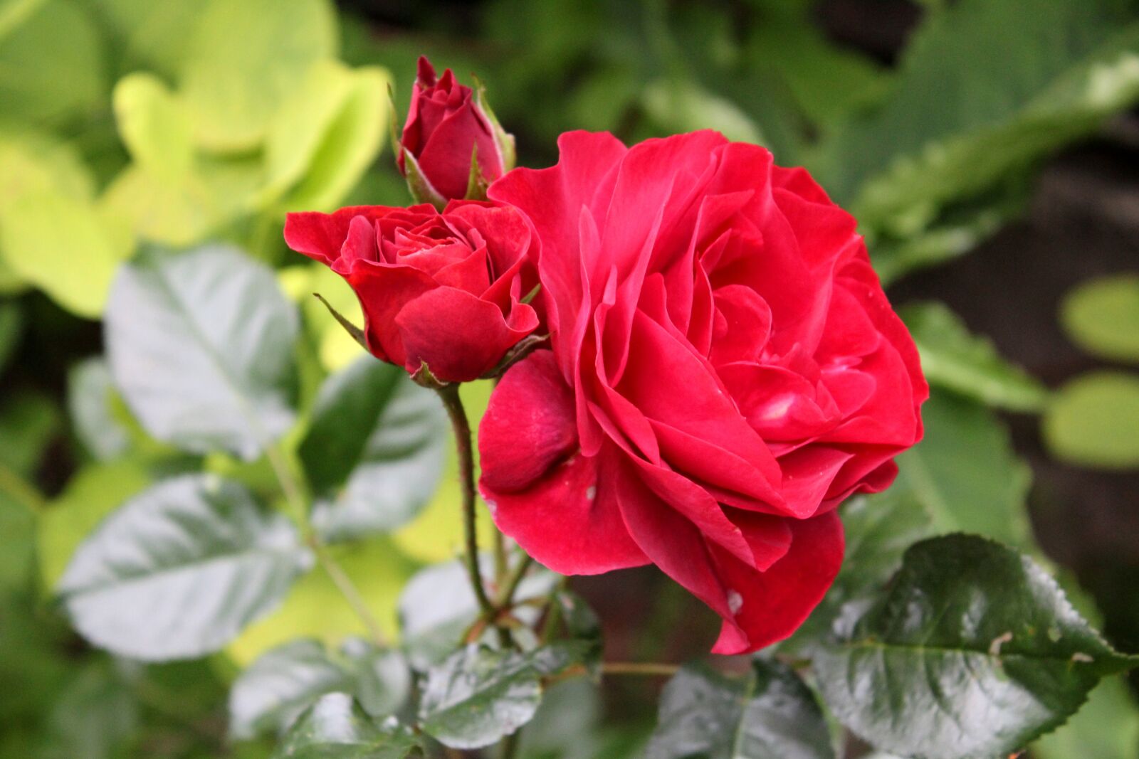 Canon EOS 600D (Rebel EOS T3i / EOS Kiss X5) sample photo. Rose, red, garden photography