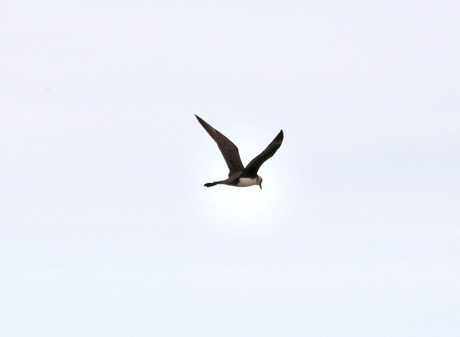 Canon EOS 750D (EOS Rebel T6i / EOS Kiss X8i) sample photo