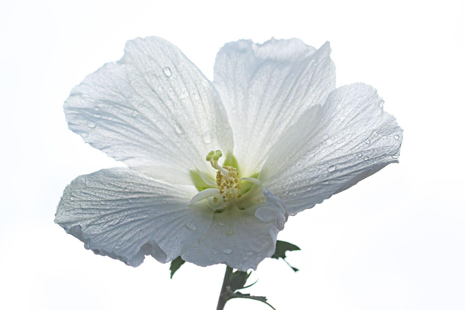 Canon EF 100mm F2.8L Macro IS USM sample photo. Rose of sharon, flowers photography