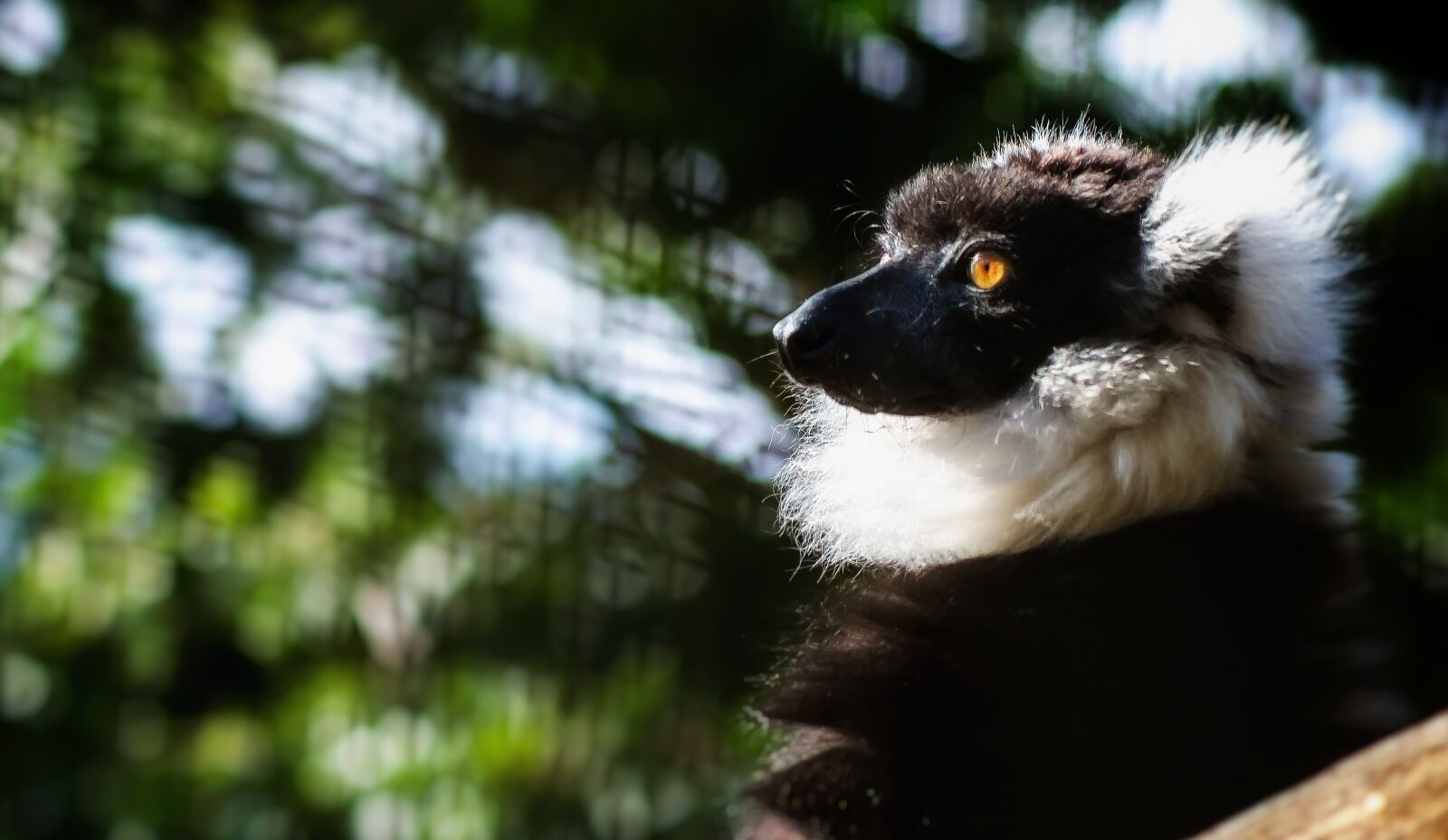 Nikon D7000 sample photo. Lemur, profile, zoo photography