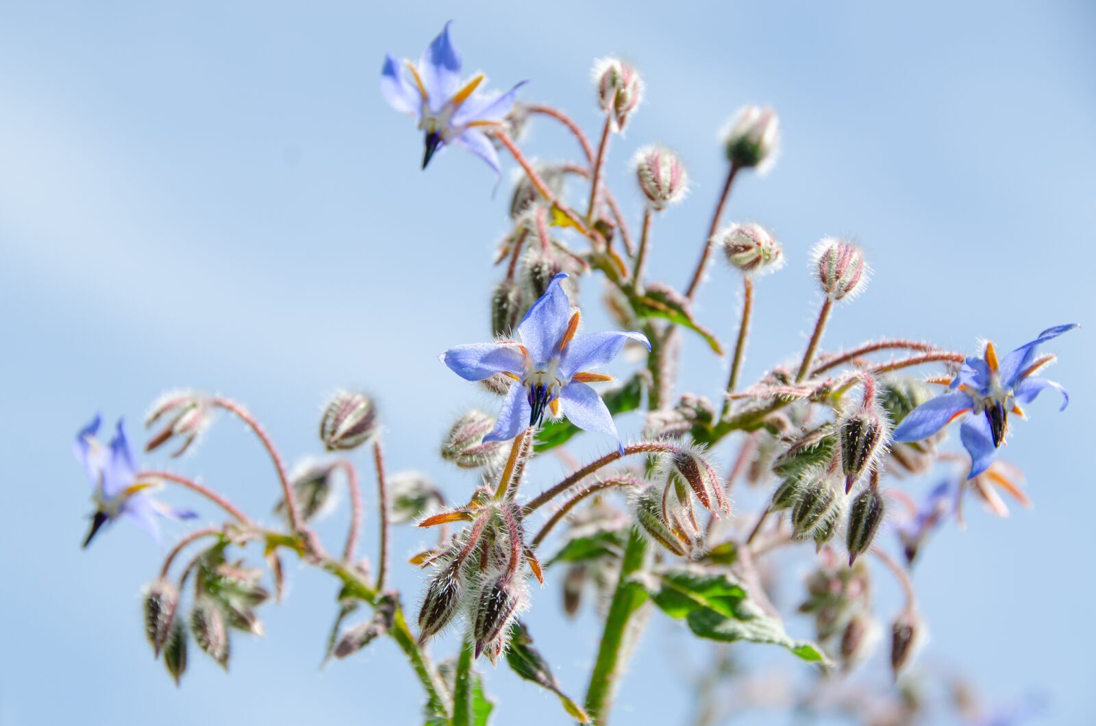 Nikon D7000 sample photo. Borage, summer, garden photography