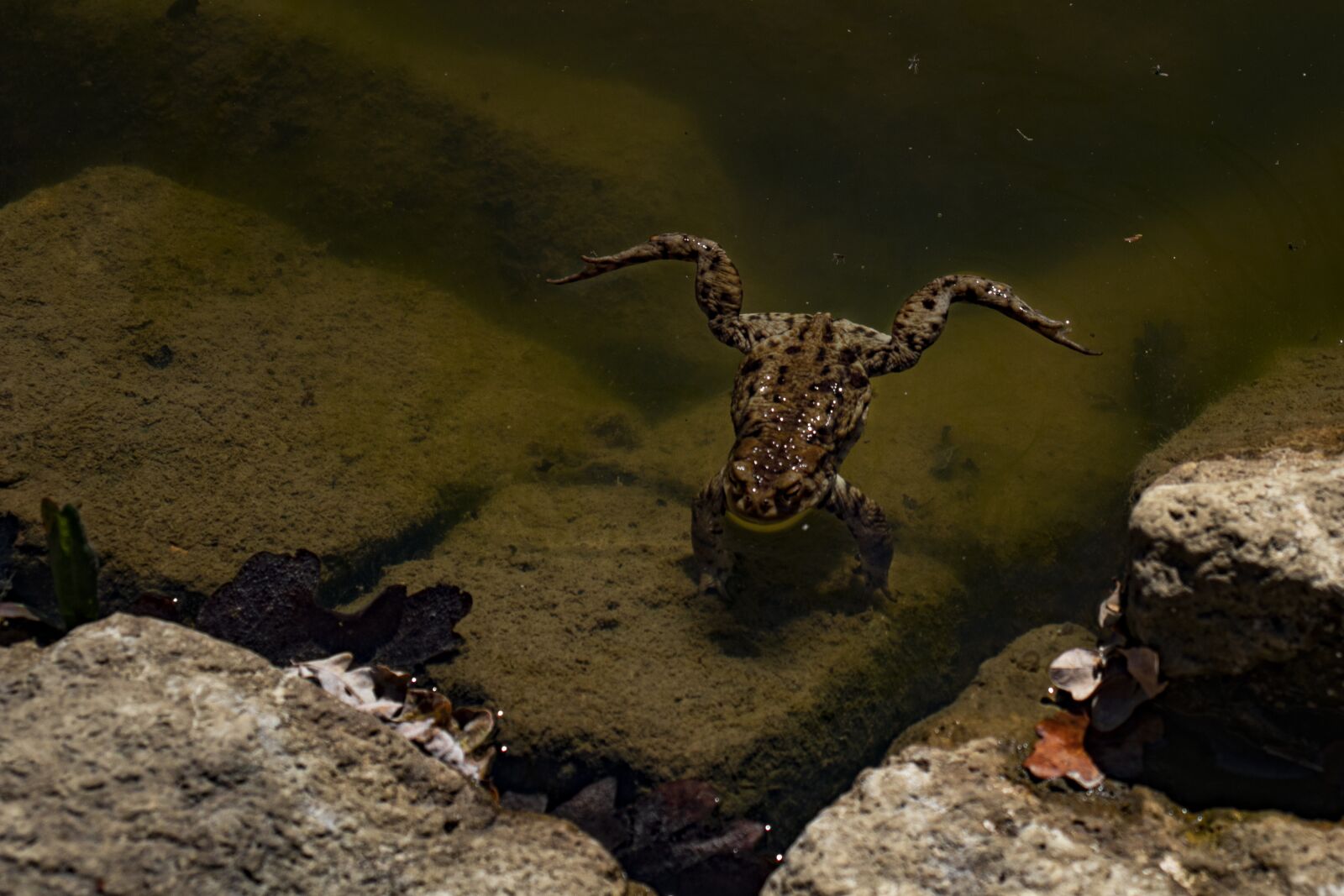 Canon EOS 200D (EOS Rebel SL2 / EOS Kiss X9) sample photo. Frog, animal, water photography