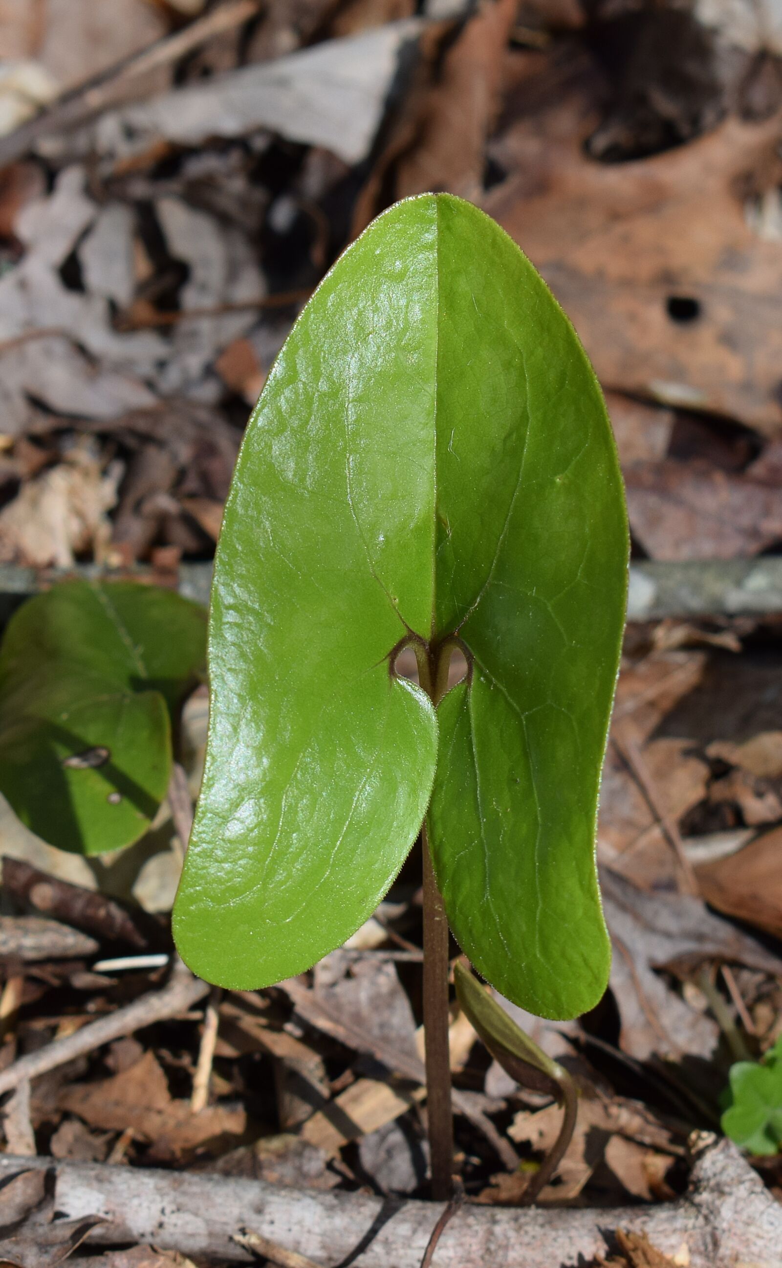 Nikon D3300 sample photo. Wild ginger, ginger asarum photography