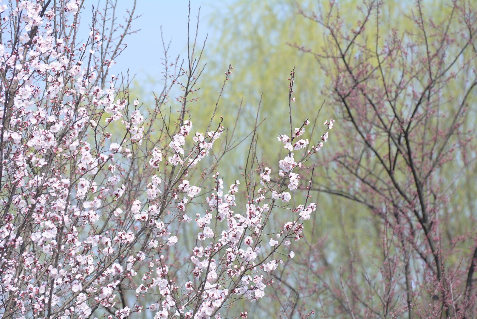 Nikon D7100 sample photo. Tree, season, branch photography