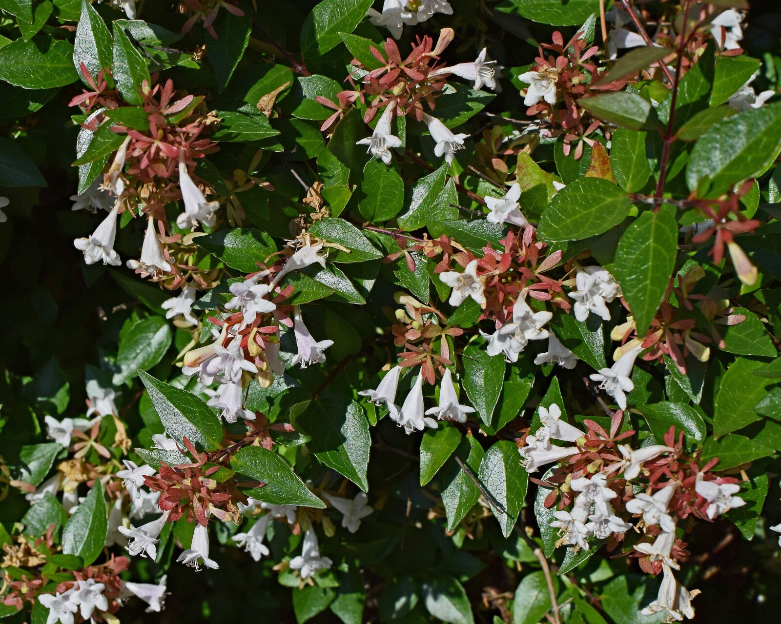Nikon D3300 sample photo. Abelia grandiflora, flower, blossom photography