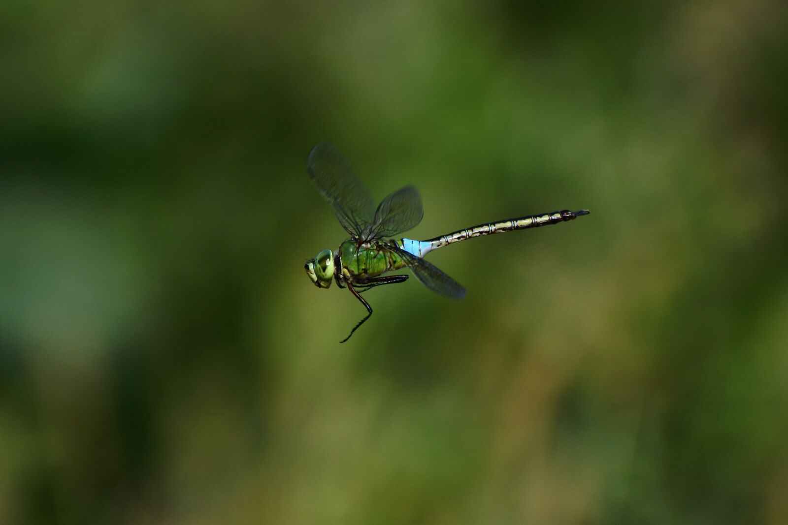 VR 70-300mm f/4.5-6.3G sample photo. Natural, landscape, trees and photography