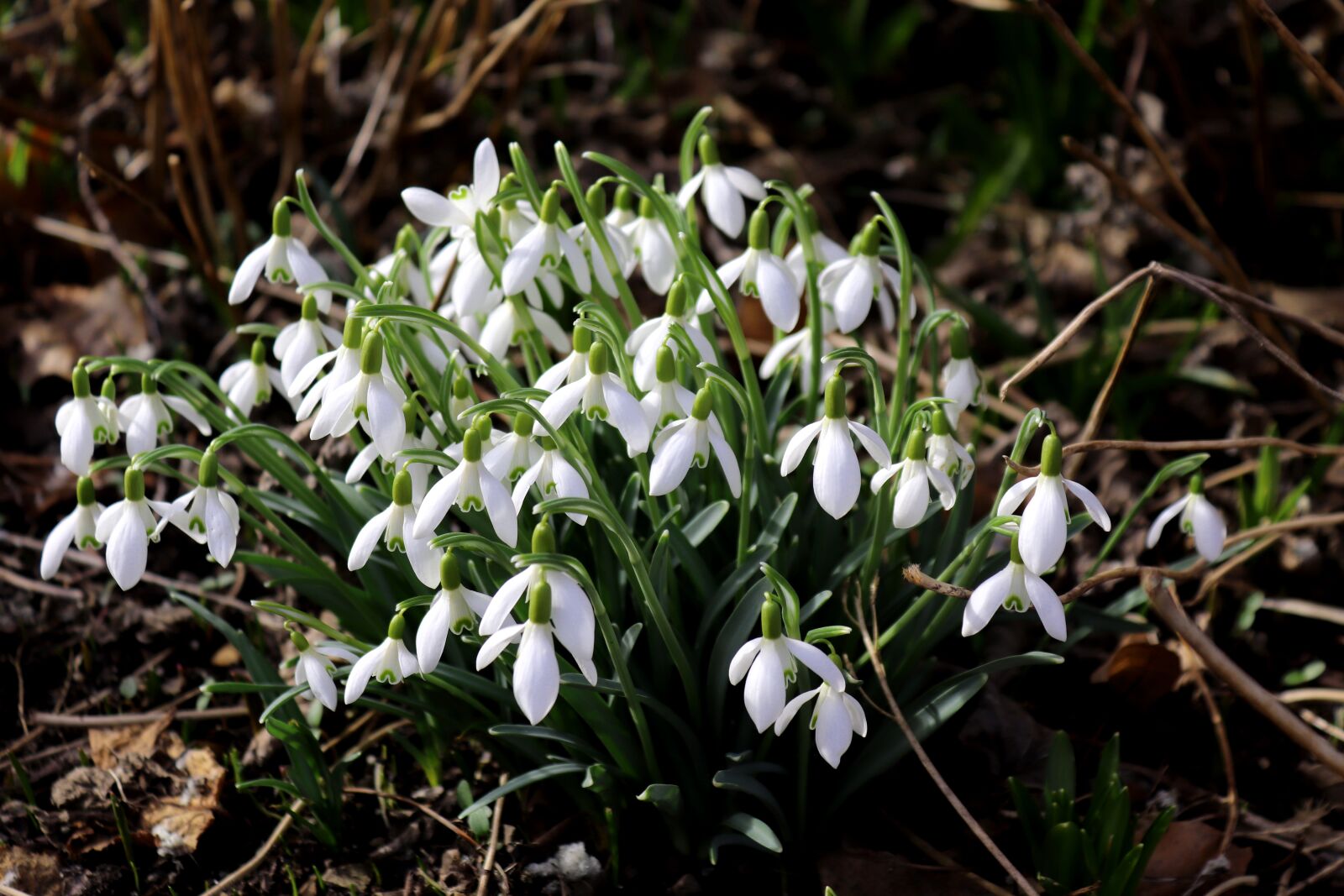 Canon EOS 200D (EOS Rebel SL2 / EOS Kiss X9) sample photo. Snowdrop, nature, flower photography
