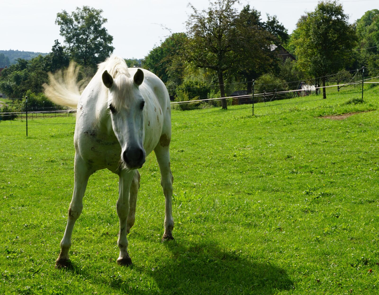 Sony ILCA-77M2 + Sony DT 16-50mm F2.8 SSM sample photo. Horse, pasture, summer photography