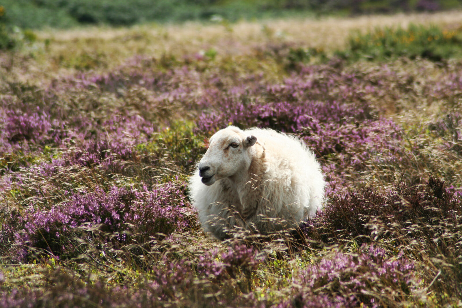 Canon EOS 350D (EOS Digital Rebel XT / EOS Kiss Digital N) sample photo. Heather, sheep photography