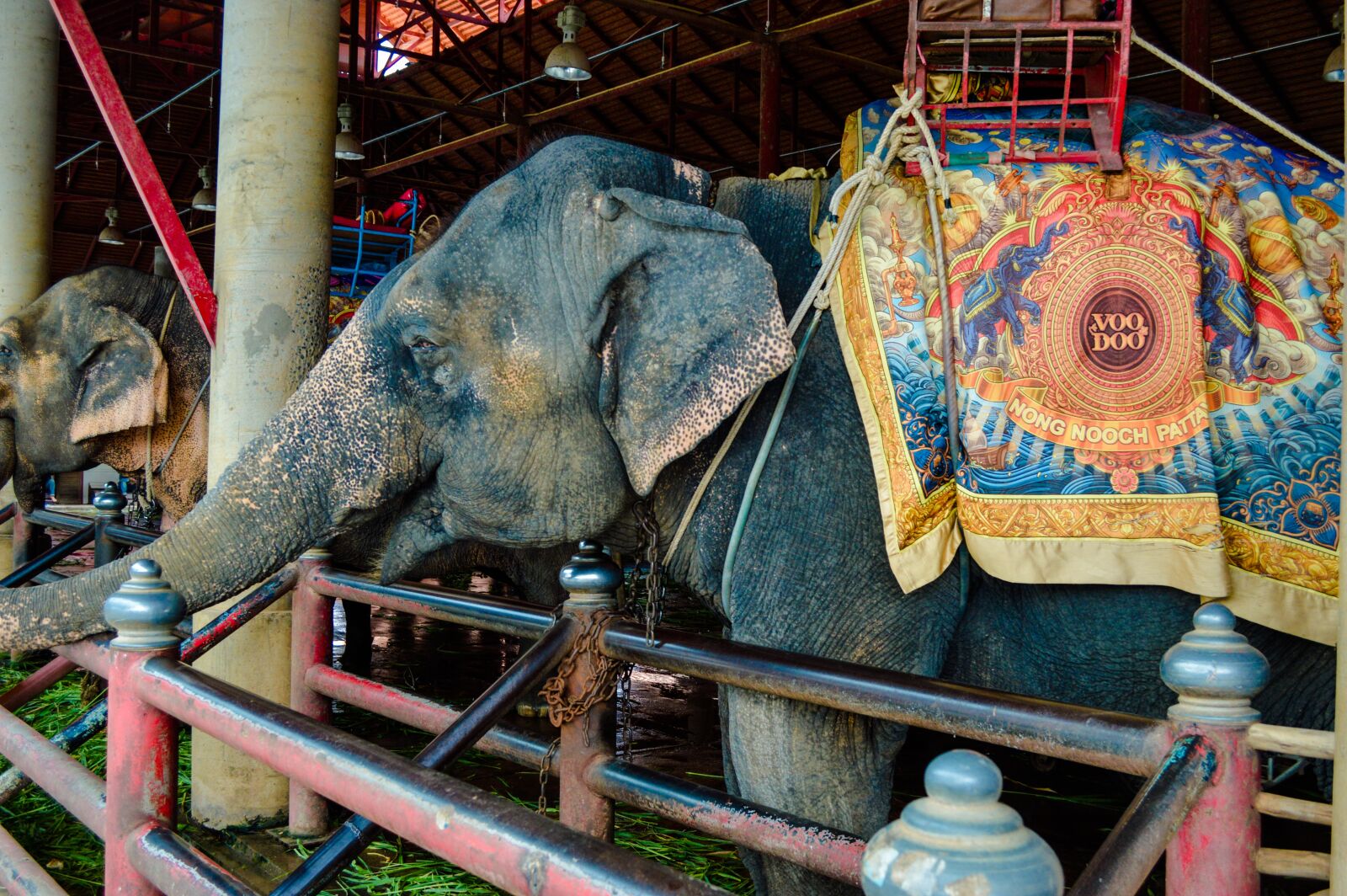 Nikon D3200 sample photo. Elephants, elephant, cambodia photography