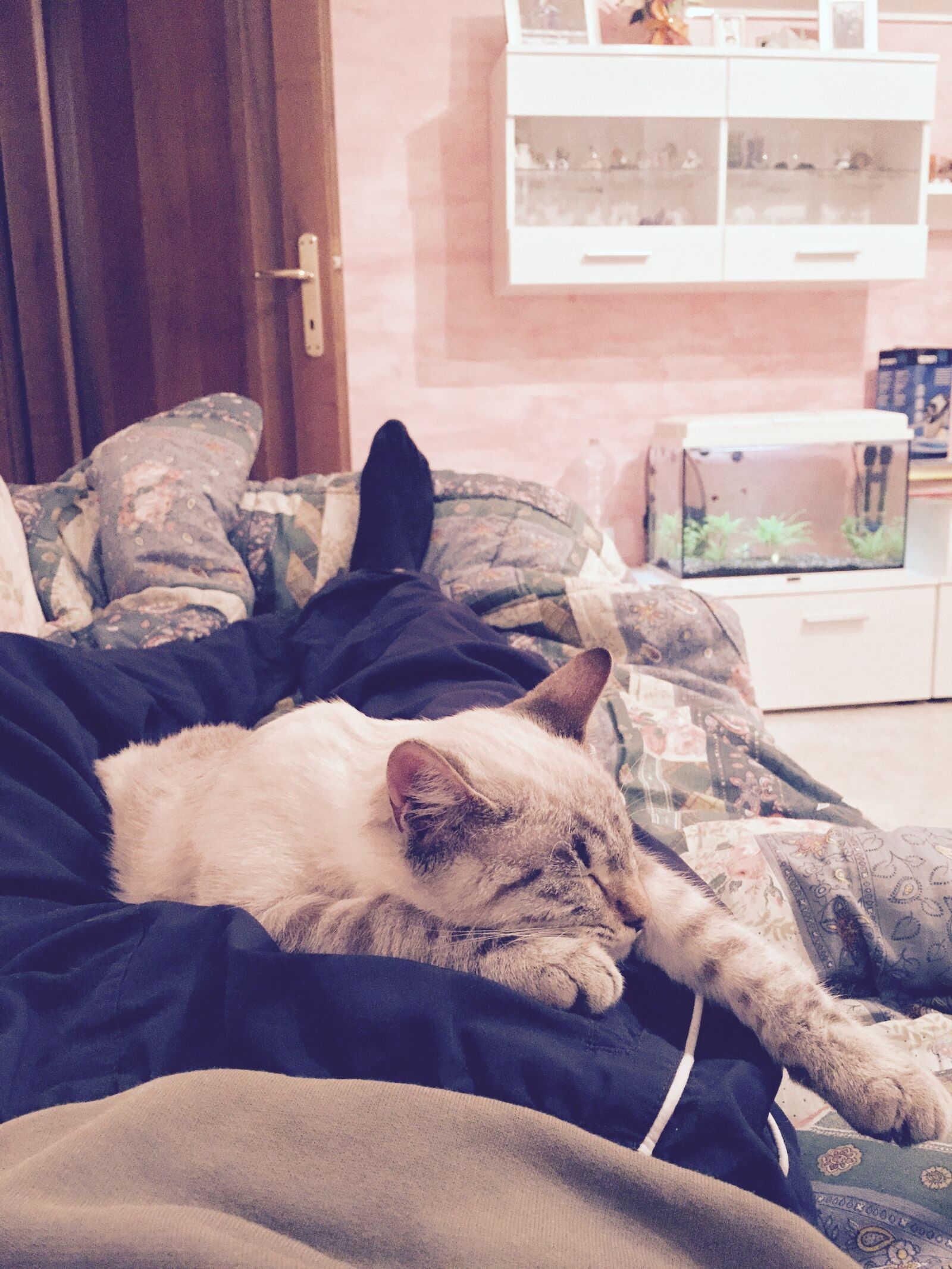 iPhone 6 back camera 4.15mm f/2.2 sample photo. Cats photography
