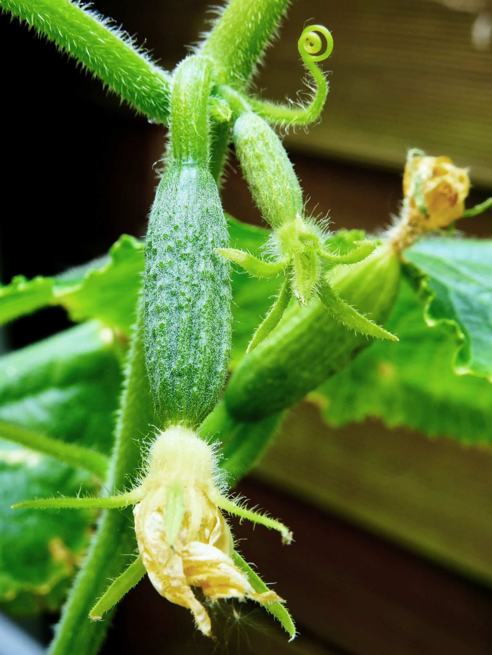 Nikon Coolpix P900 sample photo. Cucumber, plant, healthy photography