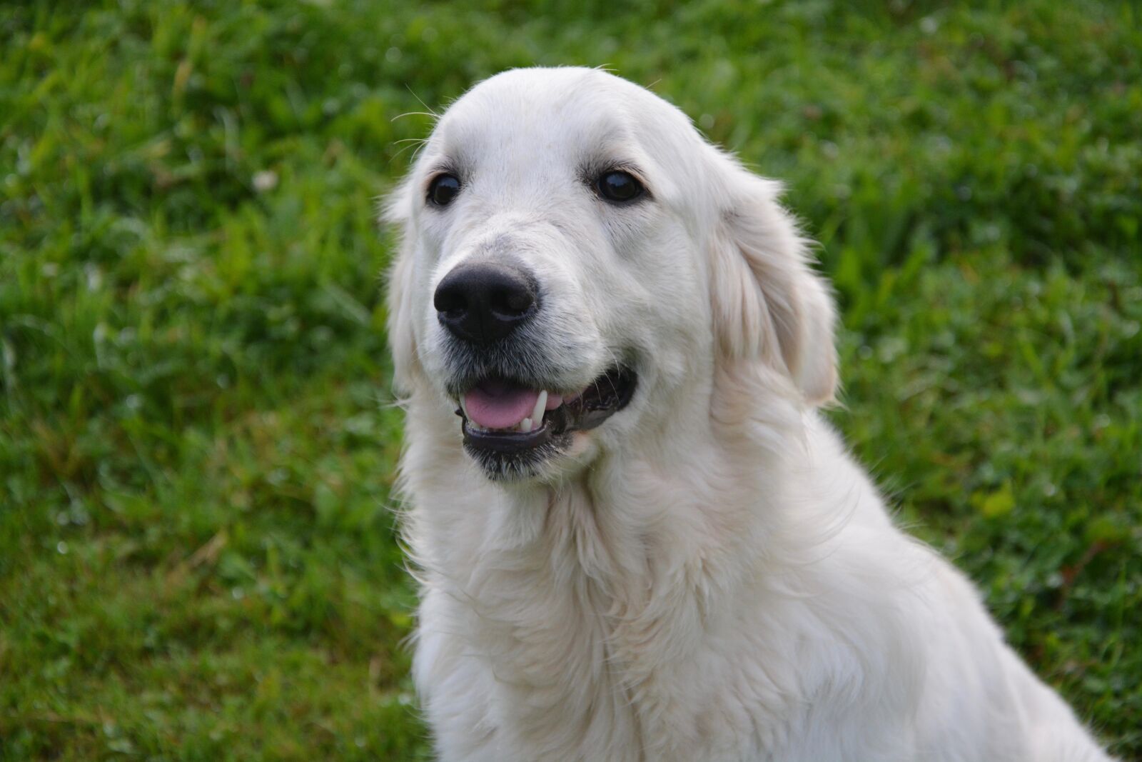 Nikon D5200 sample photo. Dog, dog golden retriever photography
